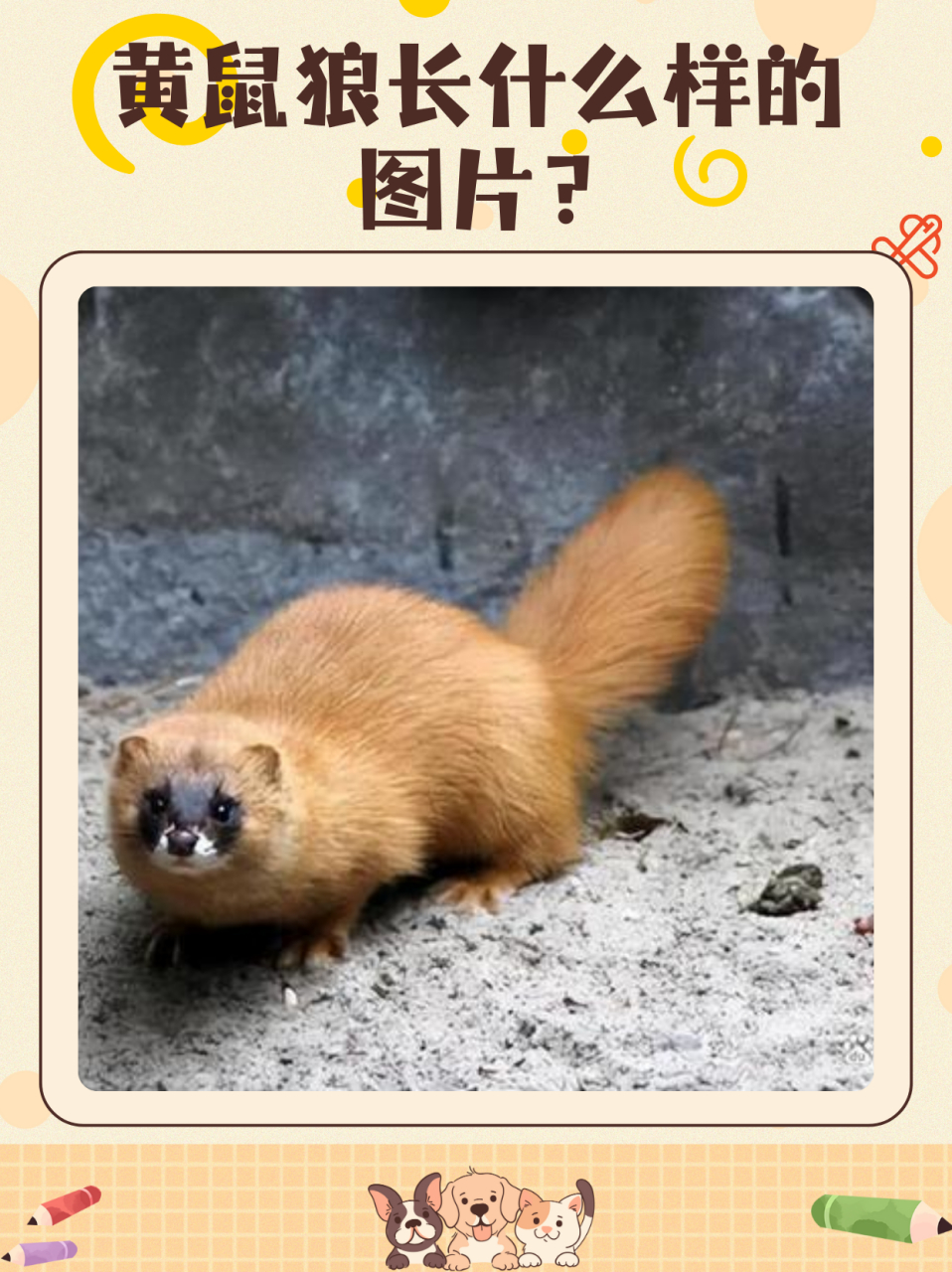 黄鼠狼长什么样的图片?
