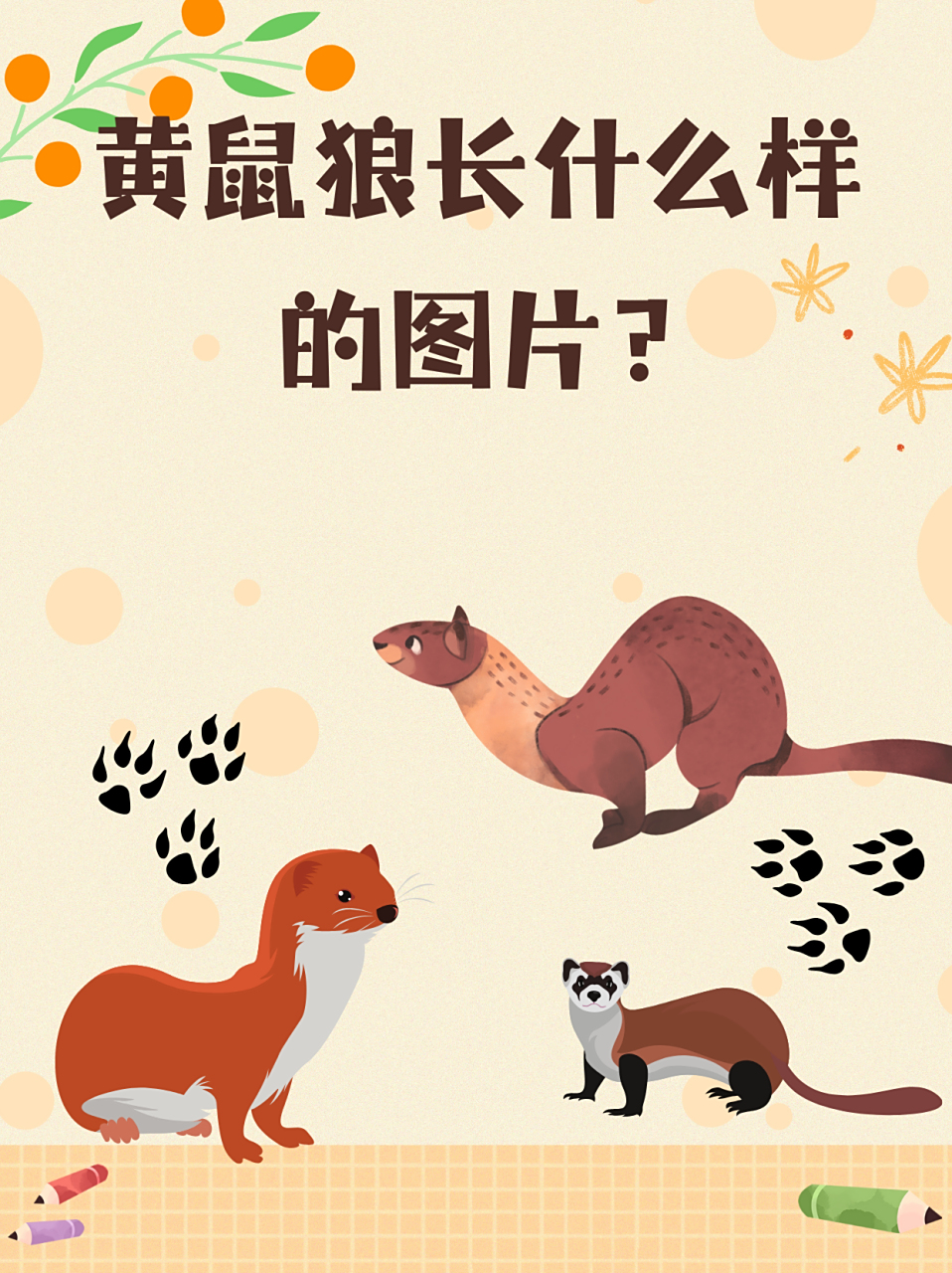 黄鼠狼长什么样的图片?