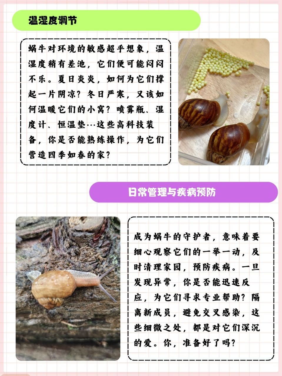 蜗牛昆虫备忘录图片