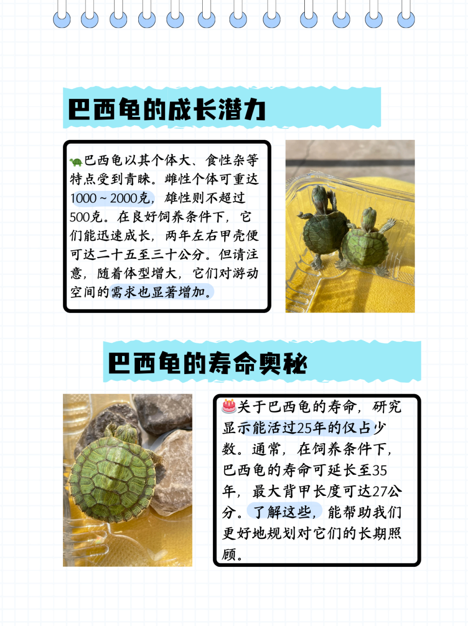 那么巴西龟能长多大呢?下面就和小编一起去了解一下吧.