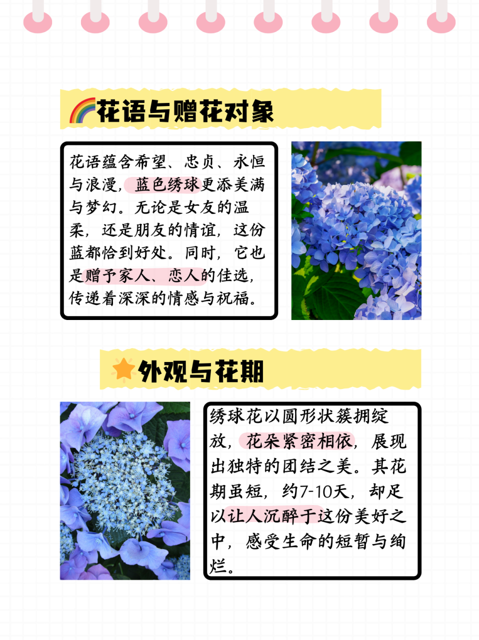 秀球花花语图片