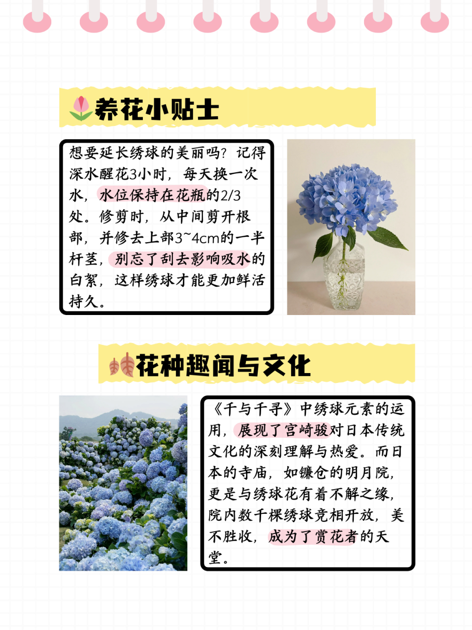 秀球花花语图片