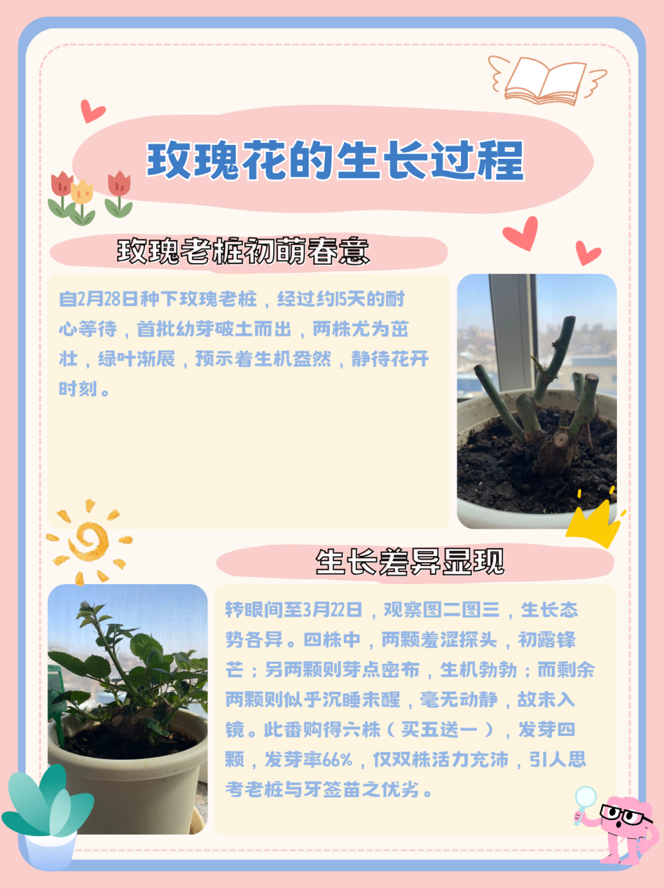 玫瑰花的生长过程  玫瑰老桩de生长日常 2.