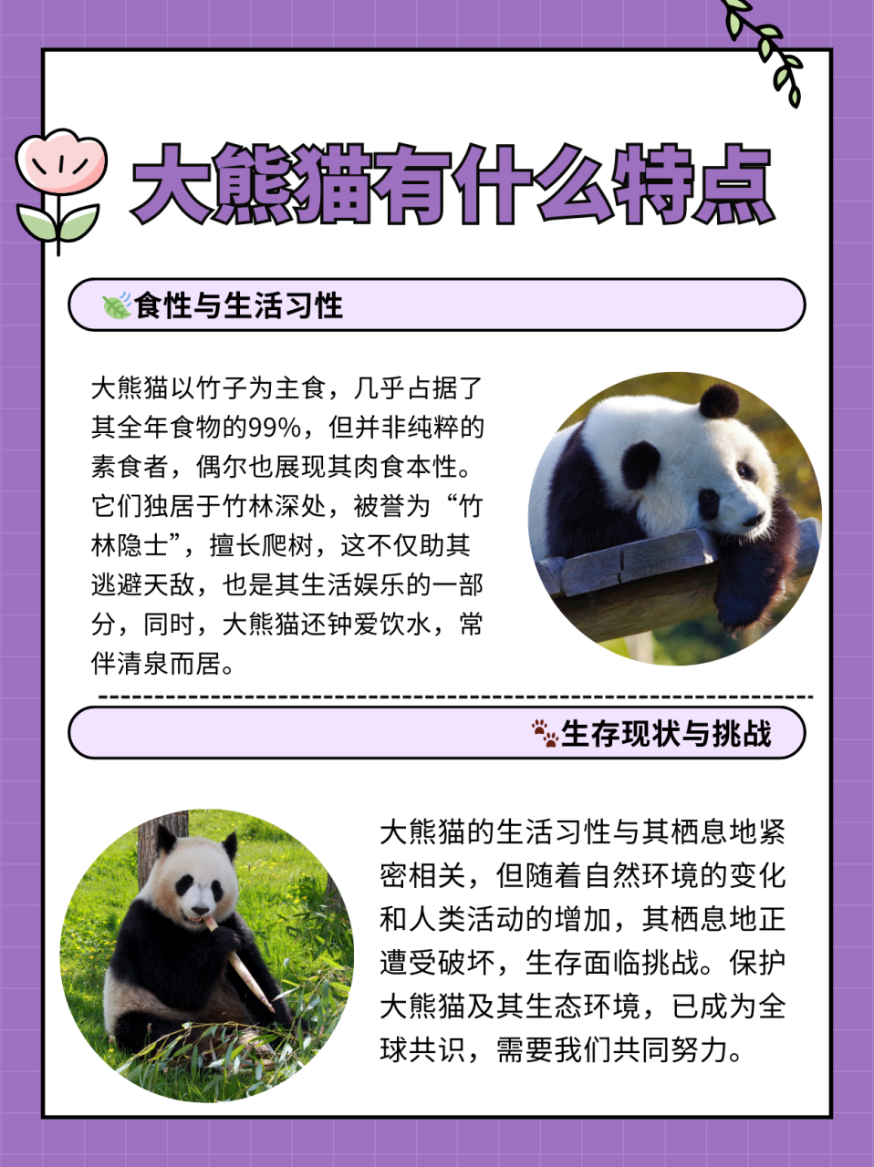 以下是对大熊猫的特点的详细介绍: 1.