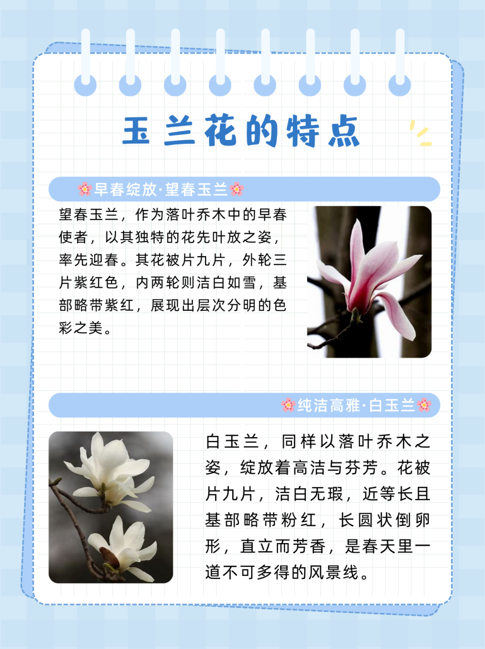 玉兰花的特点  1⃣望春玉兰 落叶乔木,最早开花