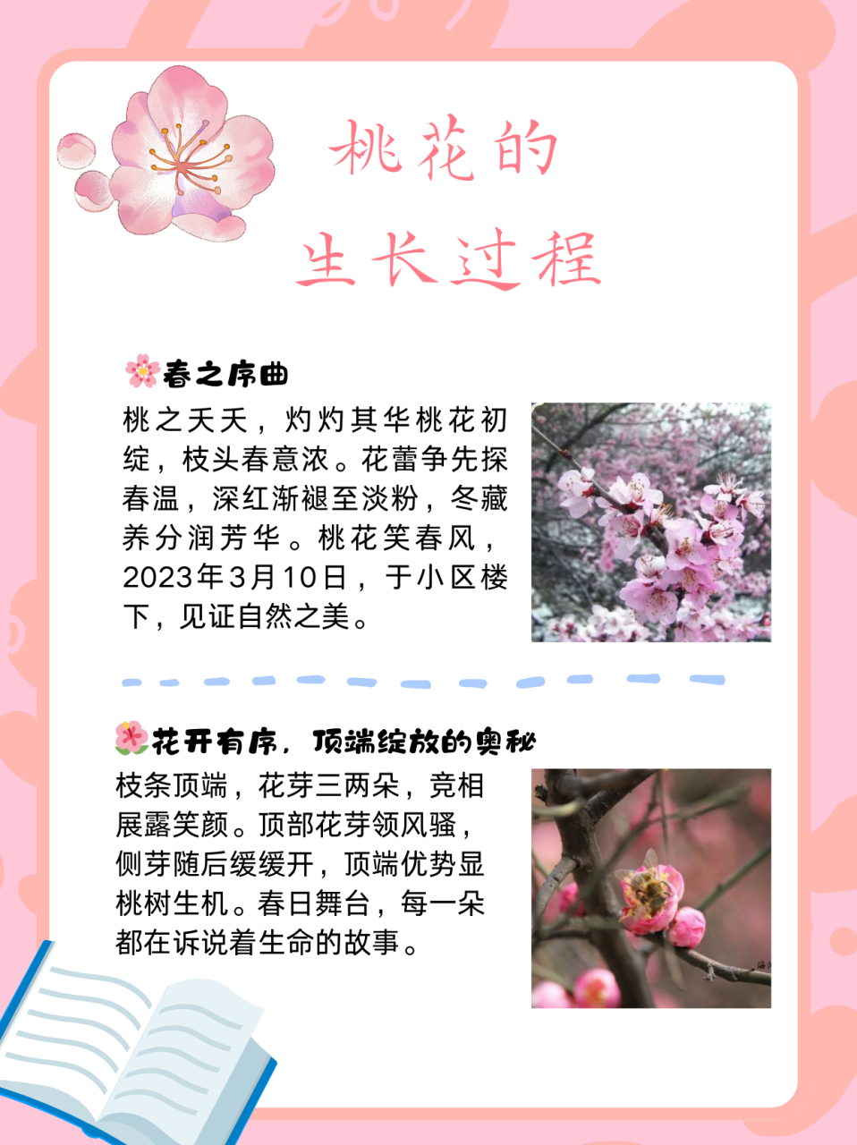 桃花的生长过程图片