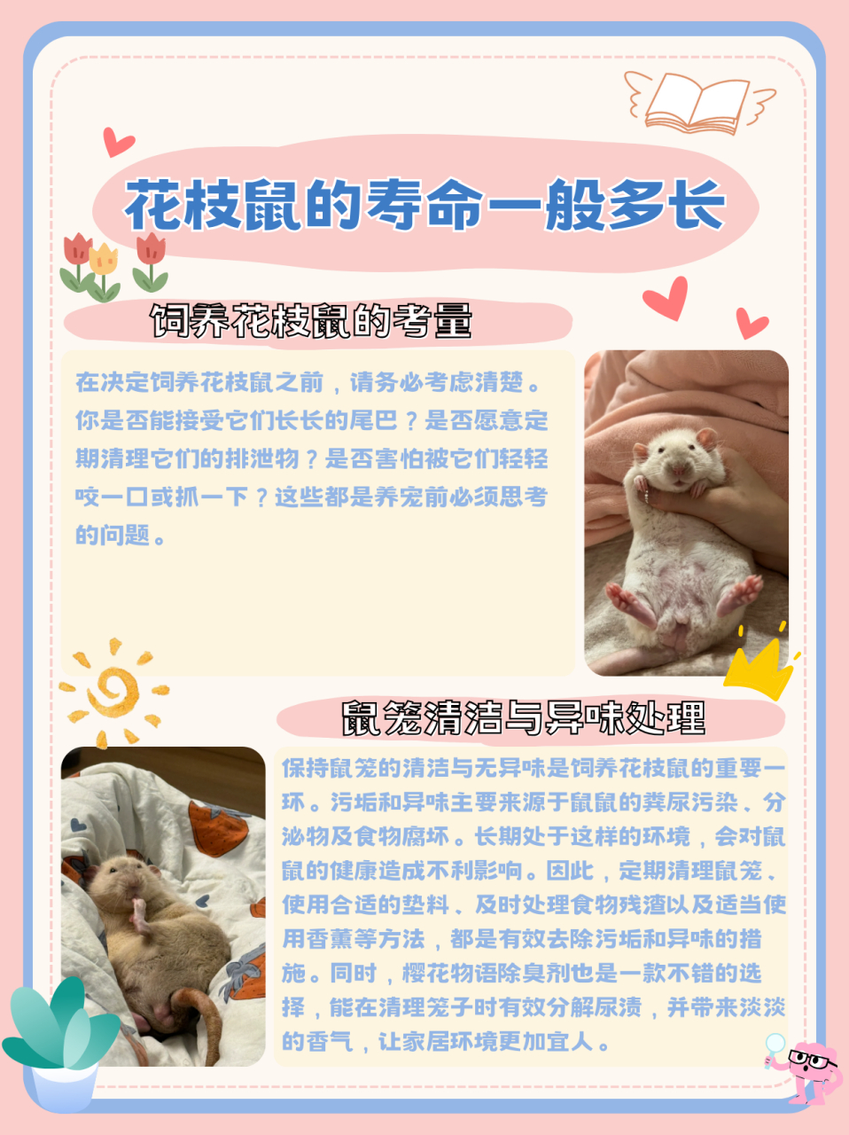 花枝鼠的寿命一般多长  花枝鼠的平均寿命在3-4年,所以在它们有限的