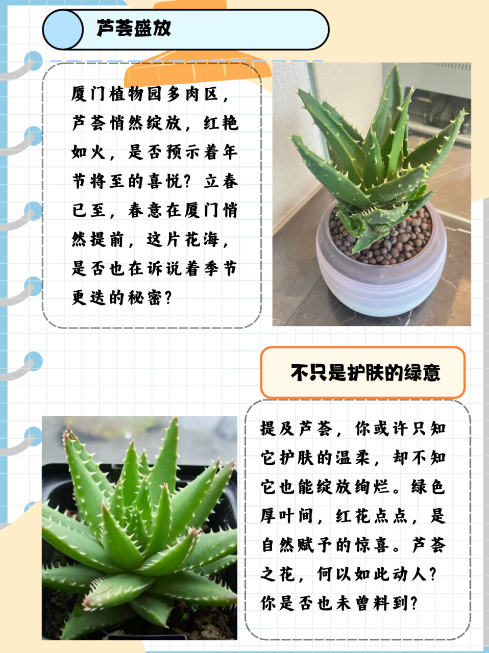 芦荟开花的寓意图片