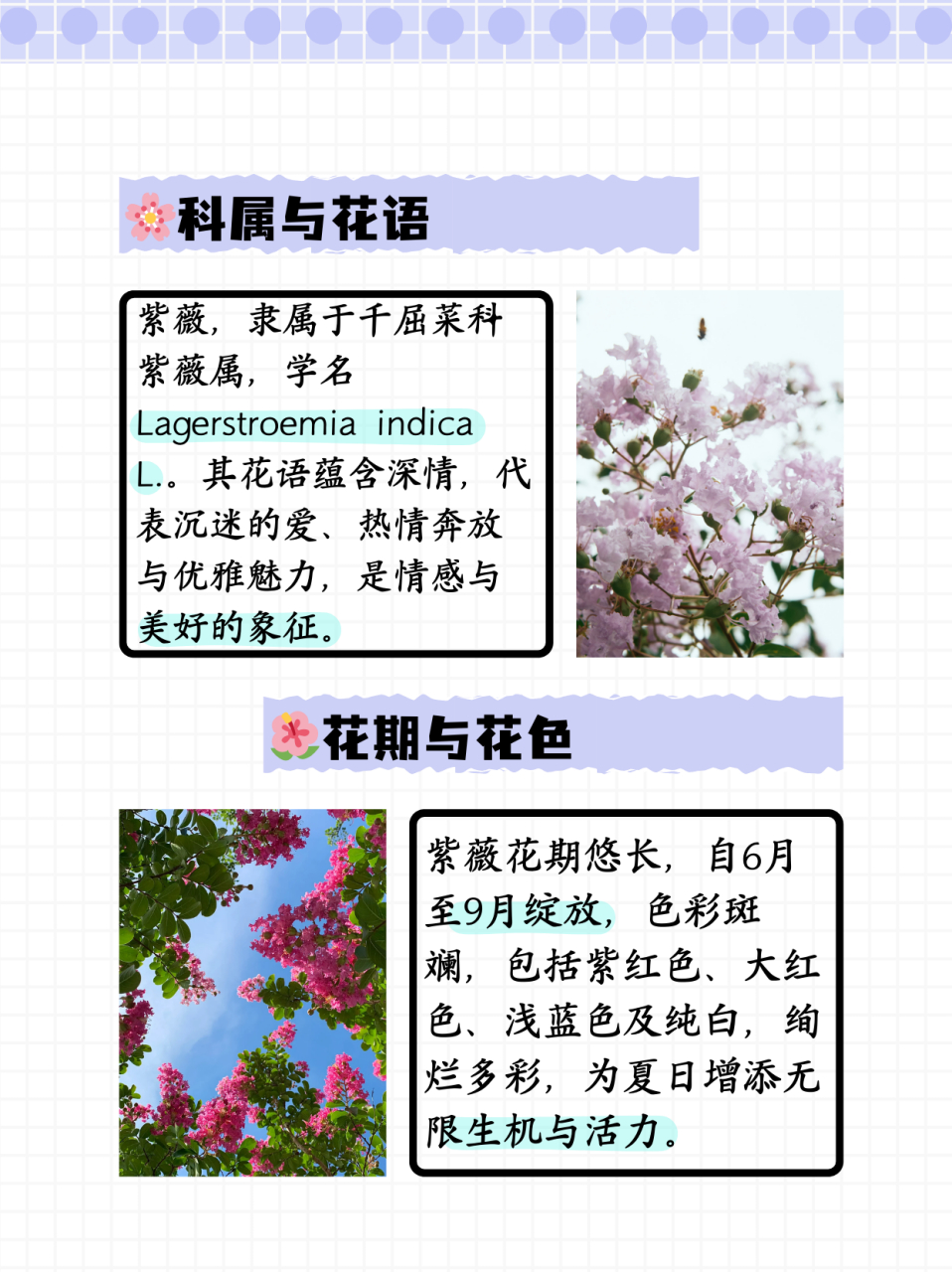 紫薇花有哪几种颜色  科属:紫薇属于千屈菜科,紫薇属.