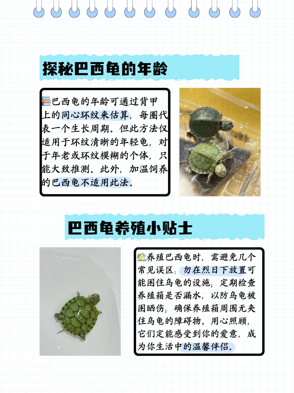 那么巴西龟能长多大呢?下面就和小编一起去了解一下吧.