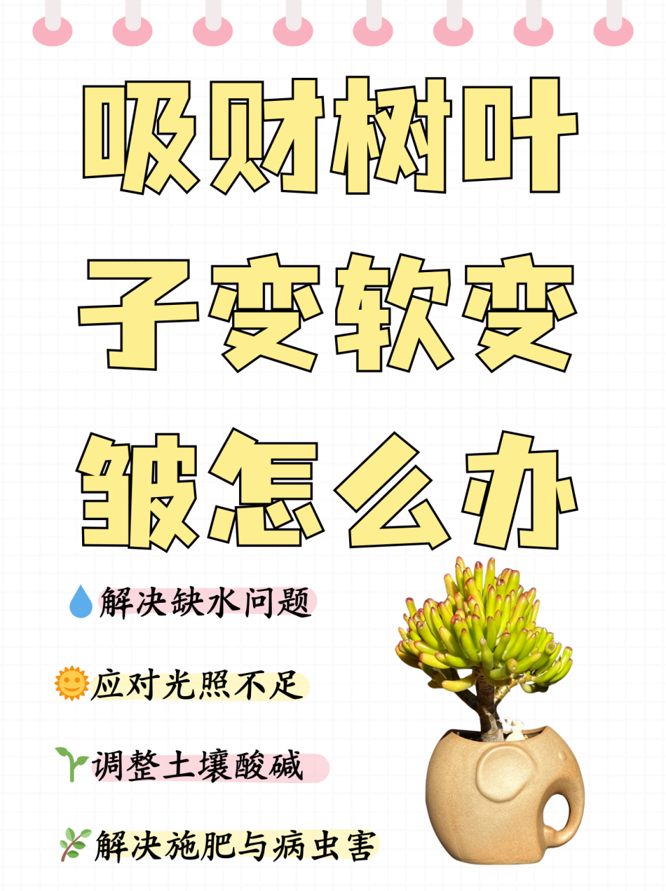 吸财树叶子变软变皱图片