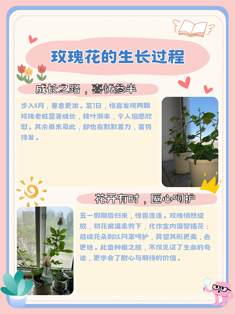 玫瑰花的生长过程 玫瑰老桩de生长日常 2.