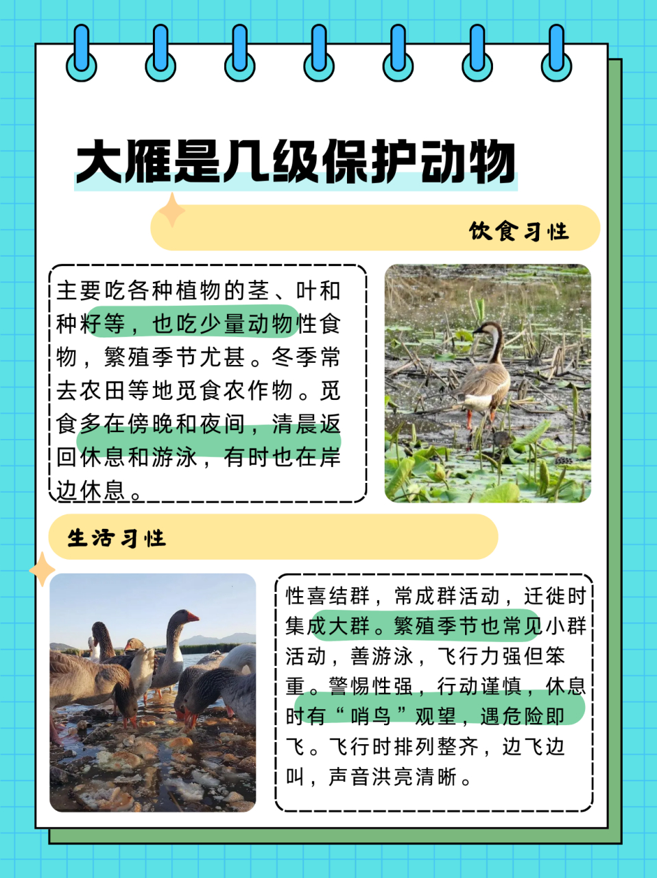 2016年,鸿雁被列入《世界自然保护联盟(iucn 濒危物种红色名录》ver