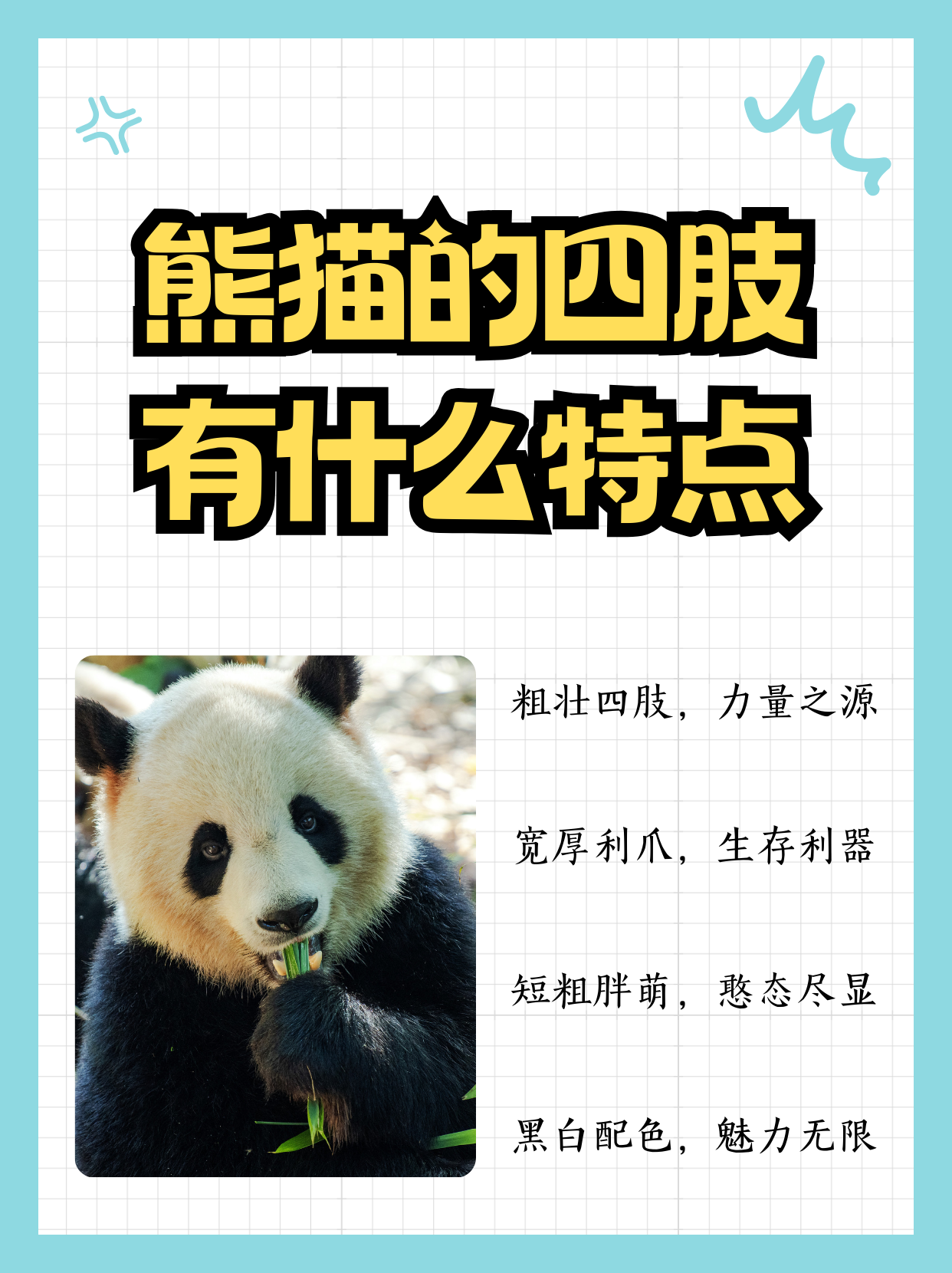 熊猫的四肢有什么特点