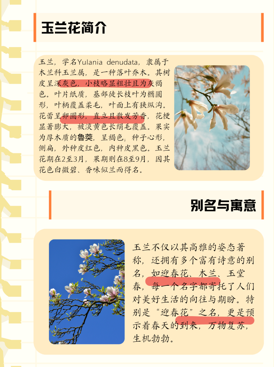 玉兰花什么季节开  每天认识一种花——玉兰花  简