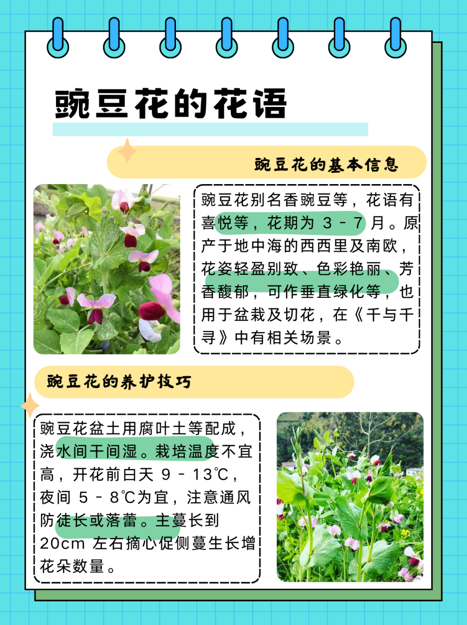 豌豆花的花语  花语花事35-豌豆花 别名:香豌豆,花豌豆,腐香豌豆 花语