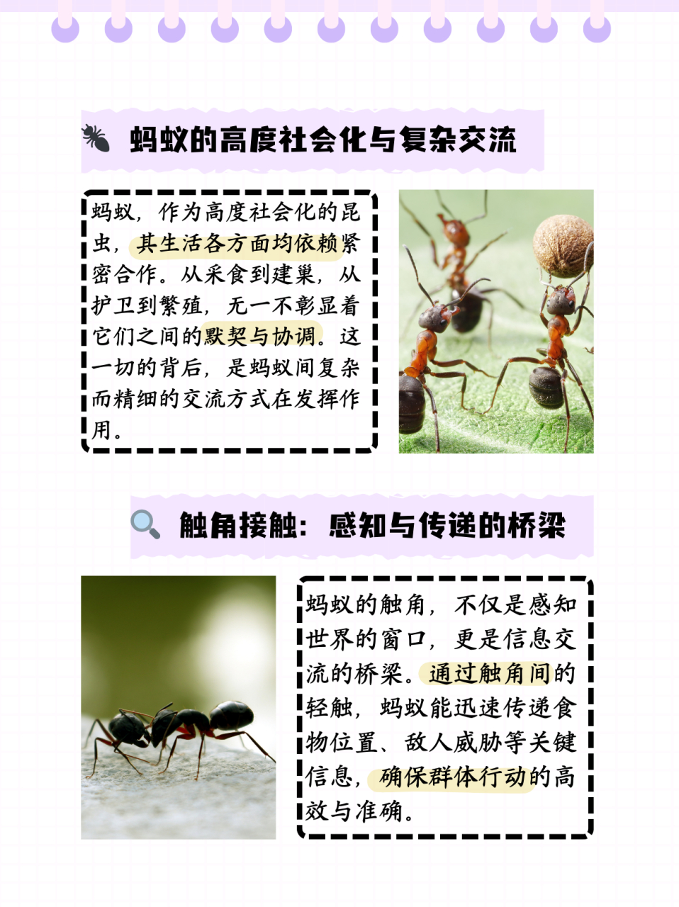 因此,蚂蚁之间有着复杂的交流方式,这些交流方式有助于蚂蚁之间的协调