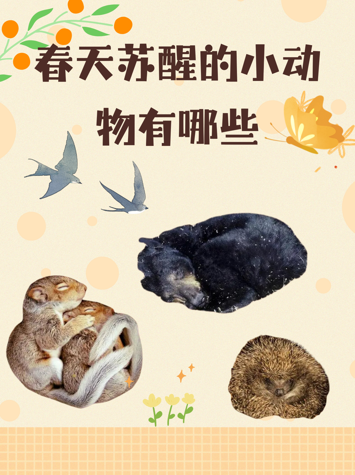 春天苏醒的小动物有哪些