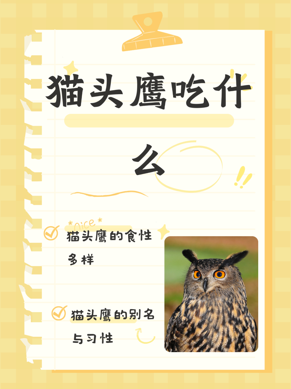 猫头鹰吃什么  猫头鹰主食为老鼠,也吃一些小型鸟类,哺乳类和昆虫,如