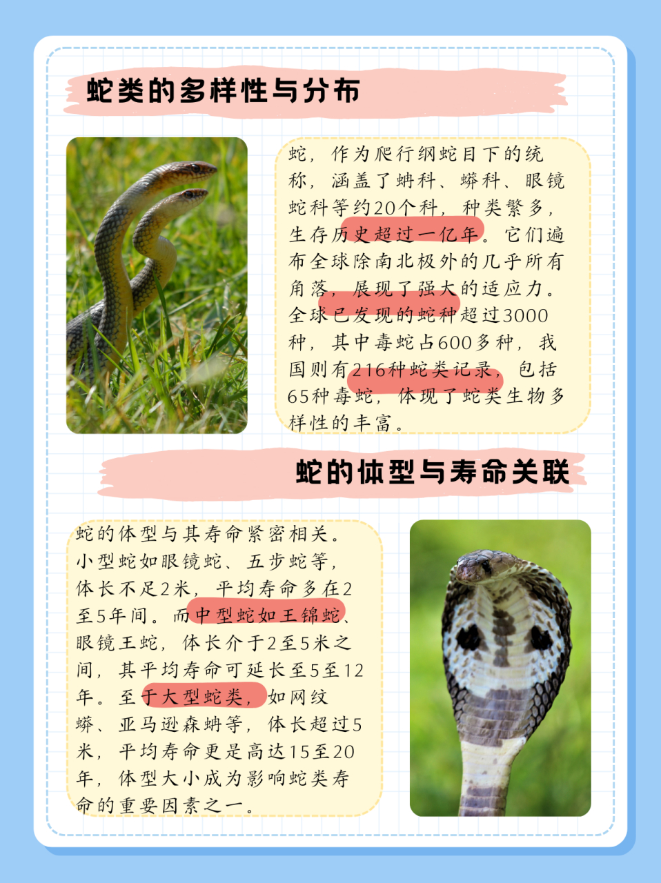 蛇的寿命一般多少年  蛇是爬行纲蛇目下的所有动物