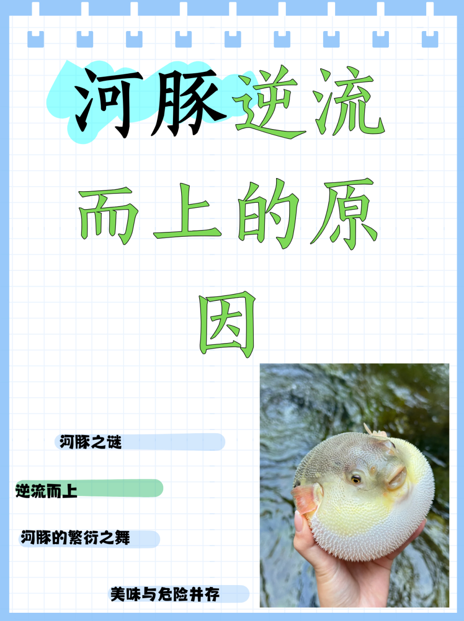 河豚逆流而上的原因  河豚:鱼的一种,学名"鲀",肉味鲜美,但是卵巢和