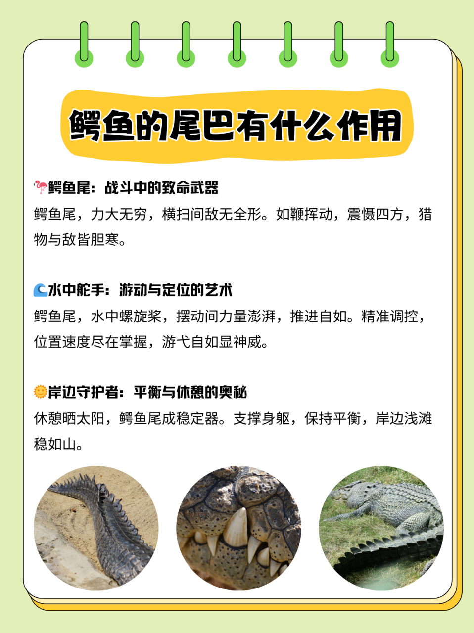 鳄鱼的尾巴有什么作用  93首先,鳄鱼的尾巴是它强大的武器.