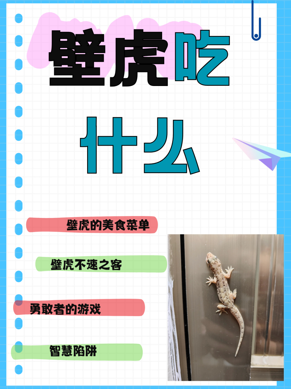 壁虎吃什么  壁虎其实属于蜥蜴的一个品种,农村又叫做四脚蛇,爬壁虎等