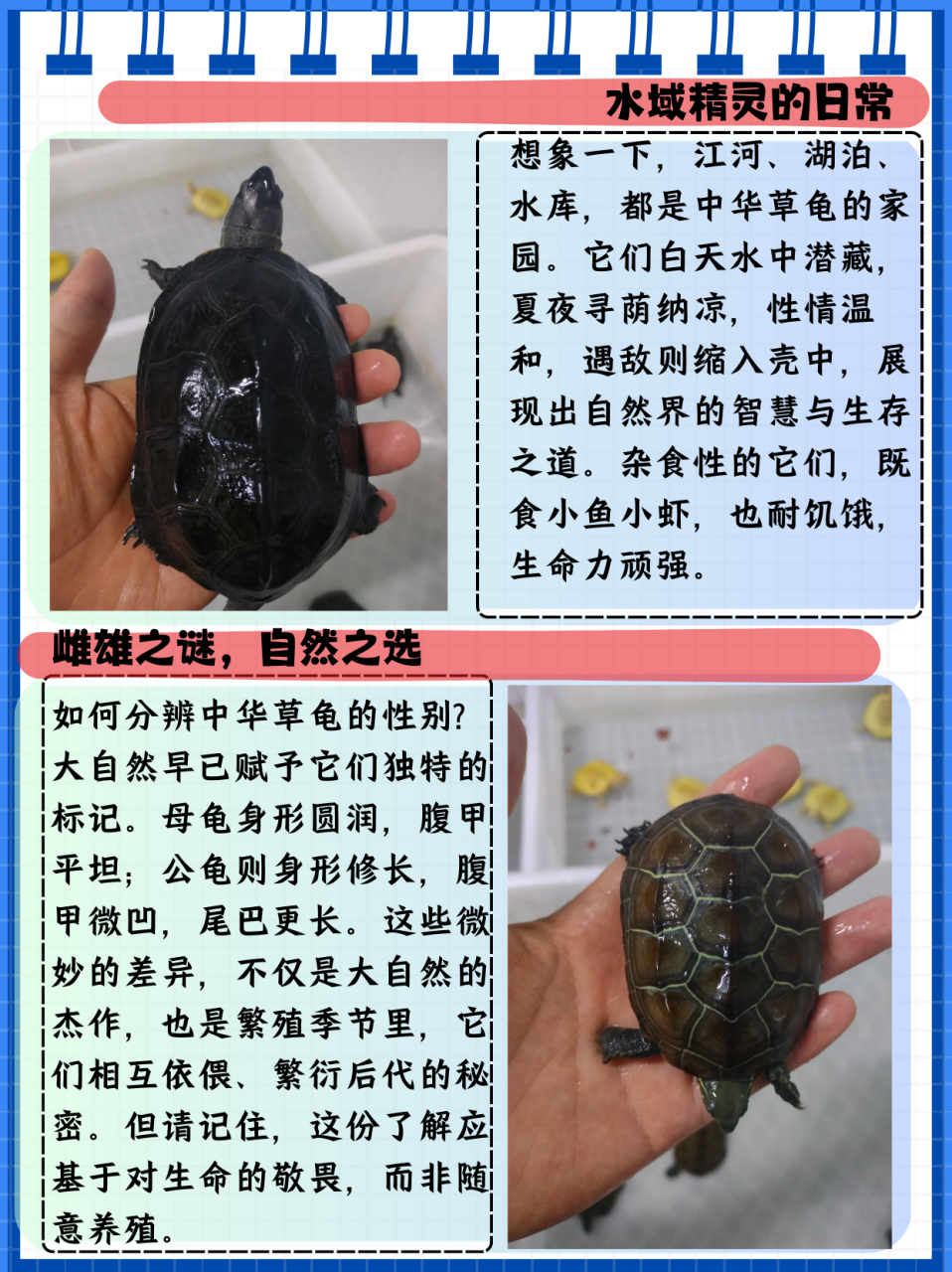 中华草龟别名长寿龟,地龟科乌龟属动物.它分布于中国,日本,韩国.
