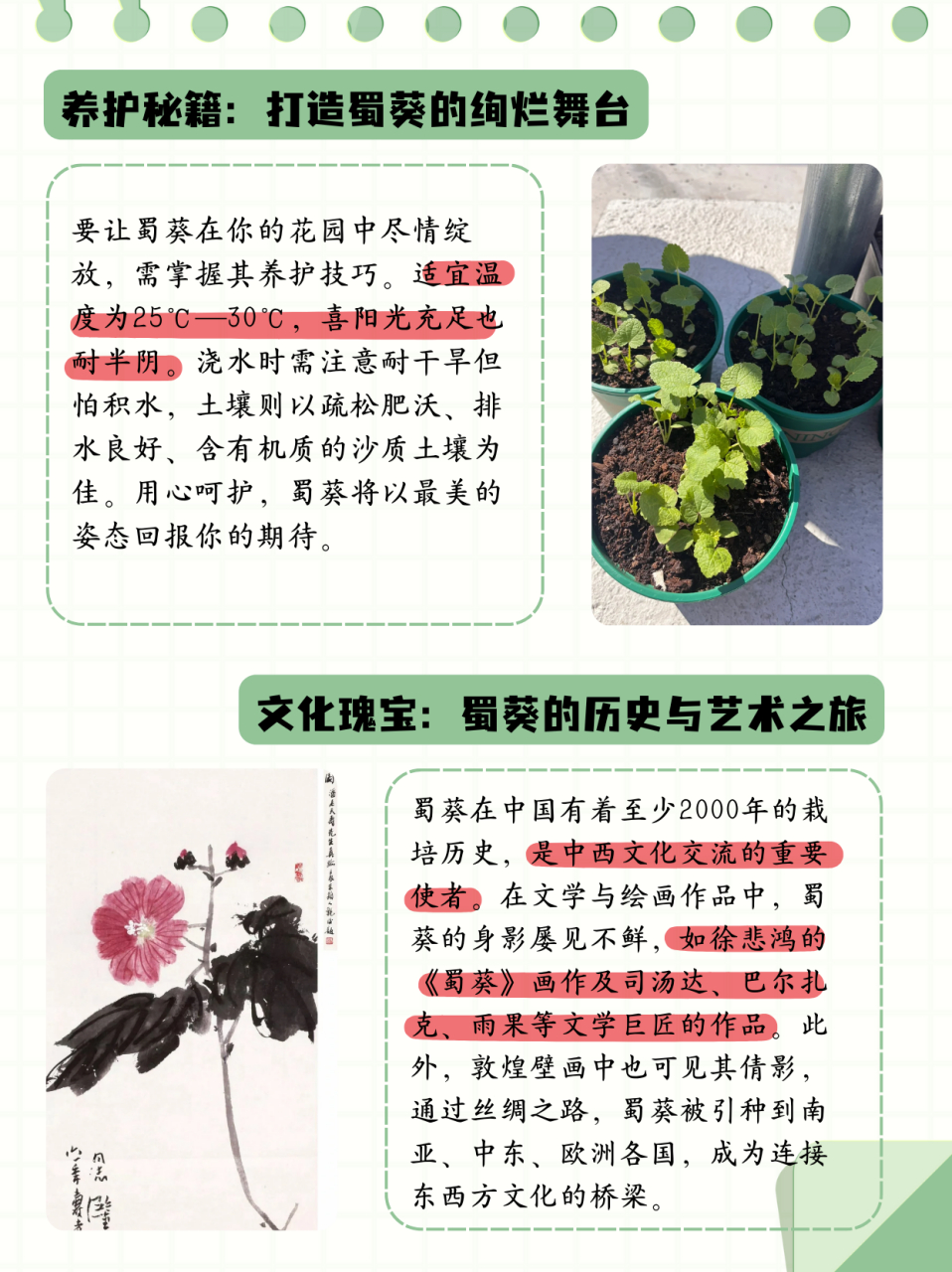 蜀葵花语和寓意  蜀葵:墙内开花墙外香94 每天认识一种花 #浪漫生活