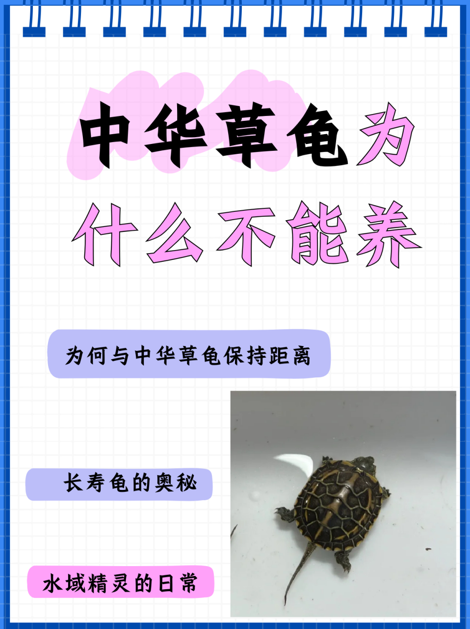 中华草龟别名长寿龟,地龟科乌龟属动物.它分布于中国,日本,韩国.