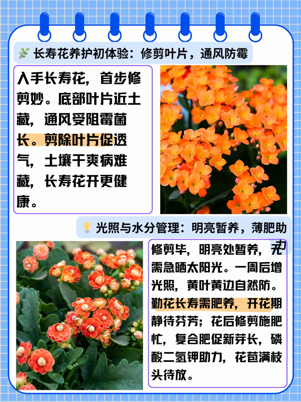 长寿花的生长过程图片