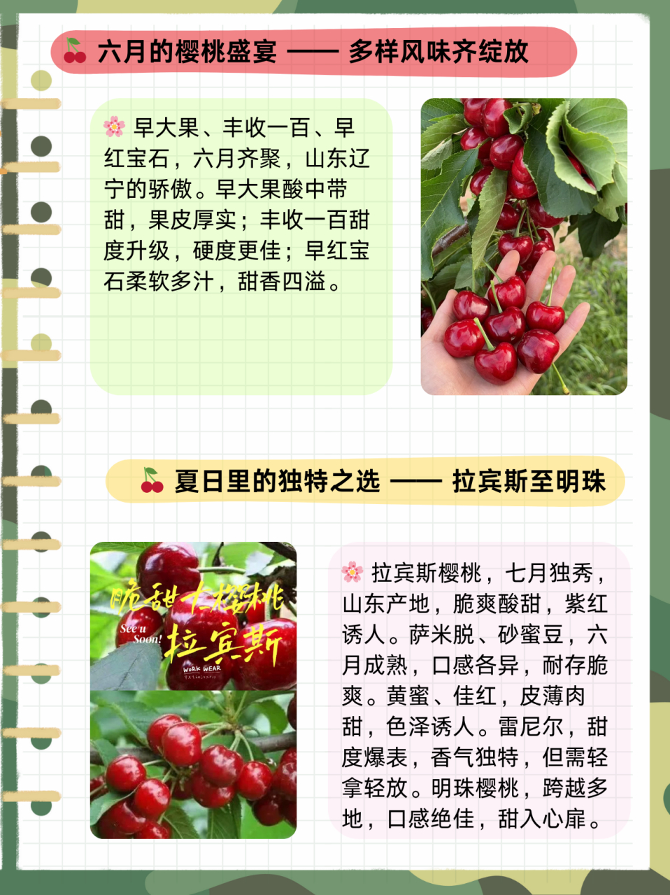 黄樱桃的品种有哪些  90美早 74上市时间:6月 99产地:辽宁,山东