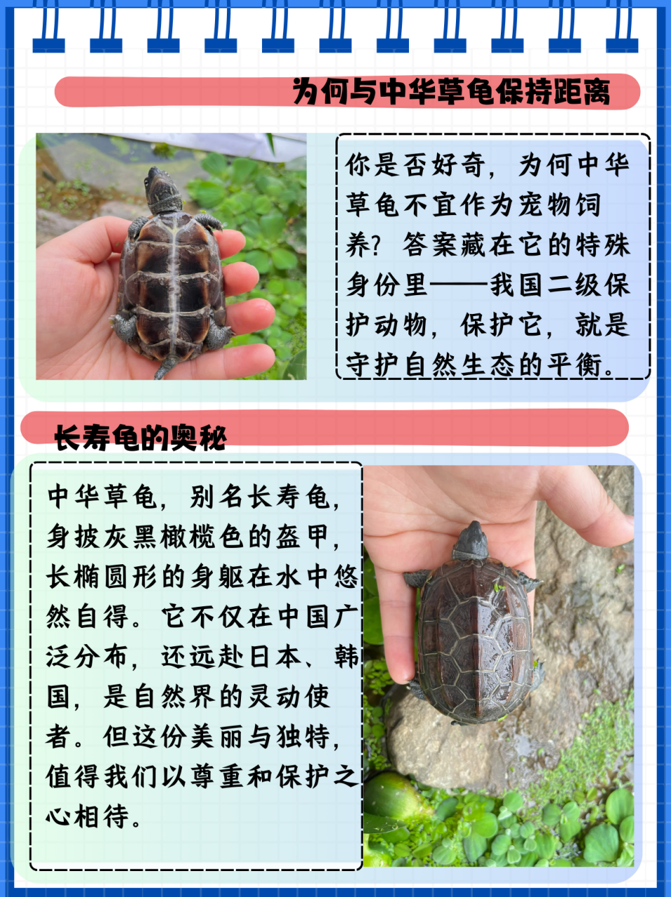 中华草龟别名长寿龟,地龟科乌龟属动物.它分布于中国,日本,韩国.