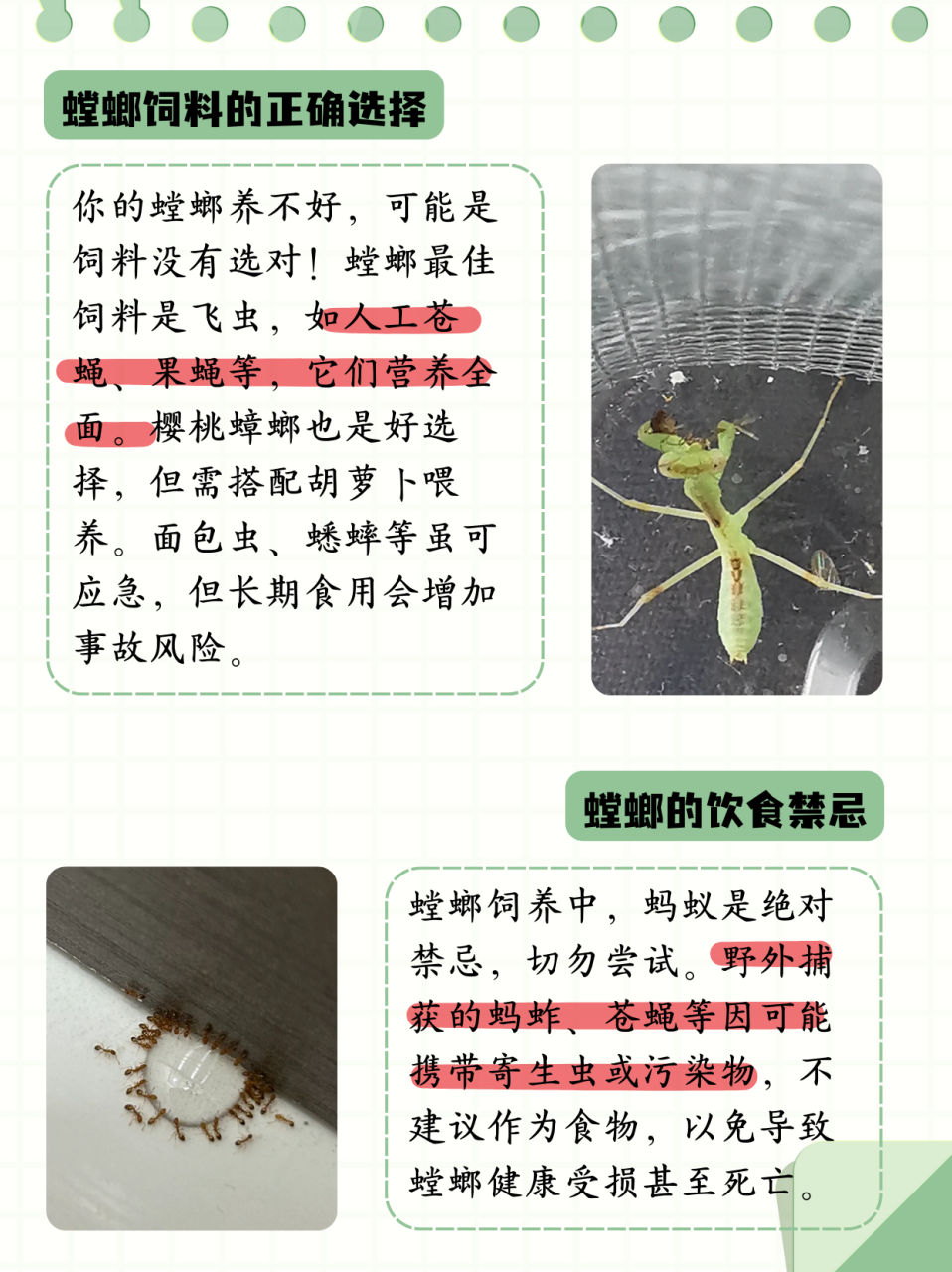 答:螳螂最佳饲料应该是飞虫,但飞虫的种类有很多,适宜的有人工苍蝇