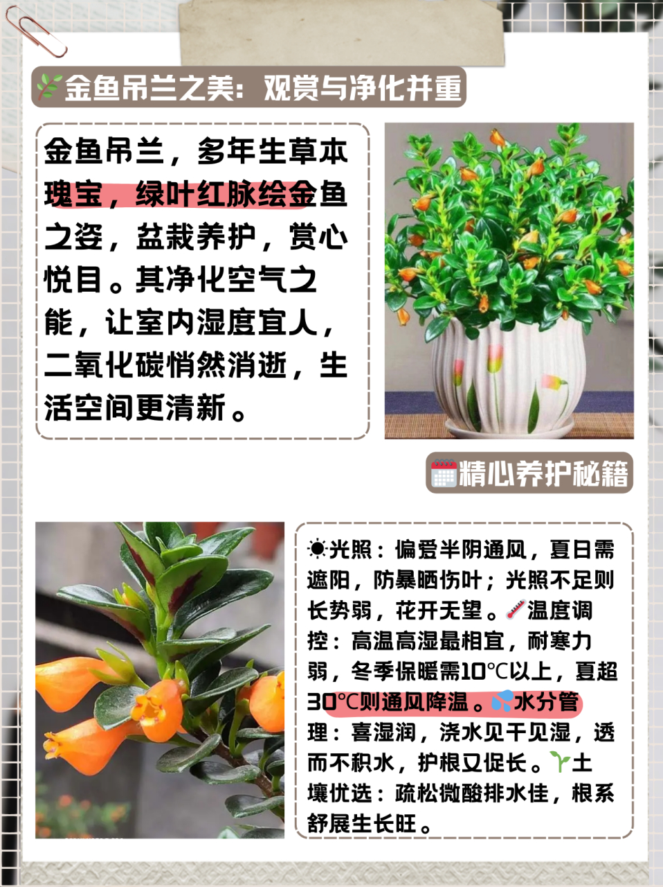 金鱼花吊兰的养殖方法  金鱼吊兰是多年生草本植物,叶片浓绿色,背面靠