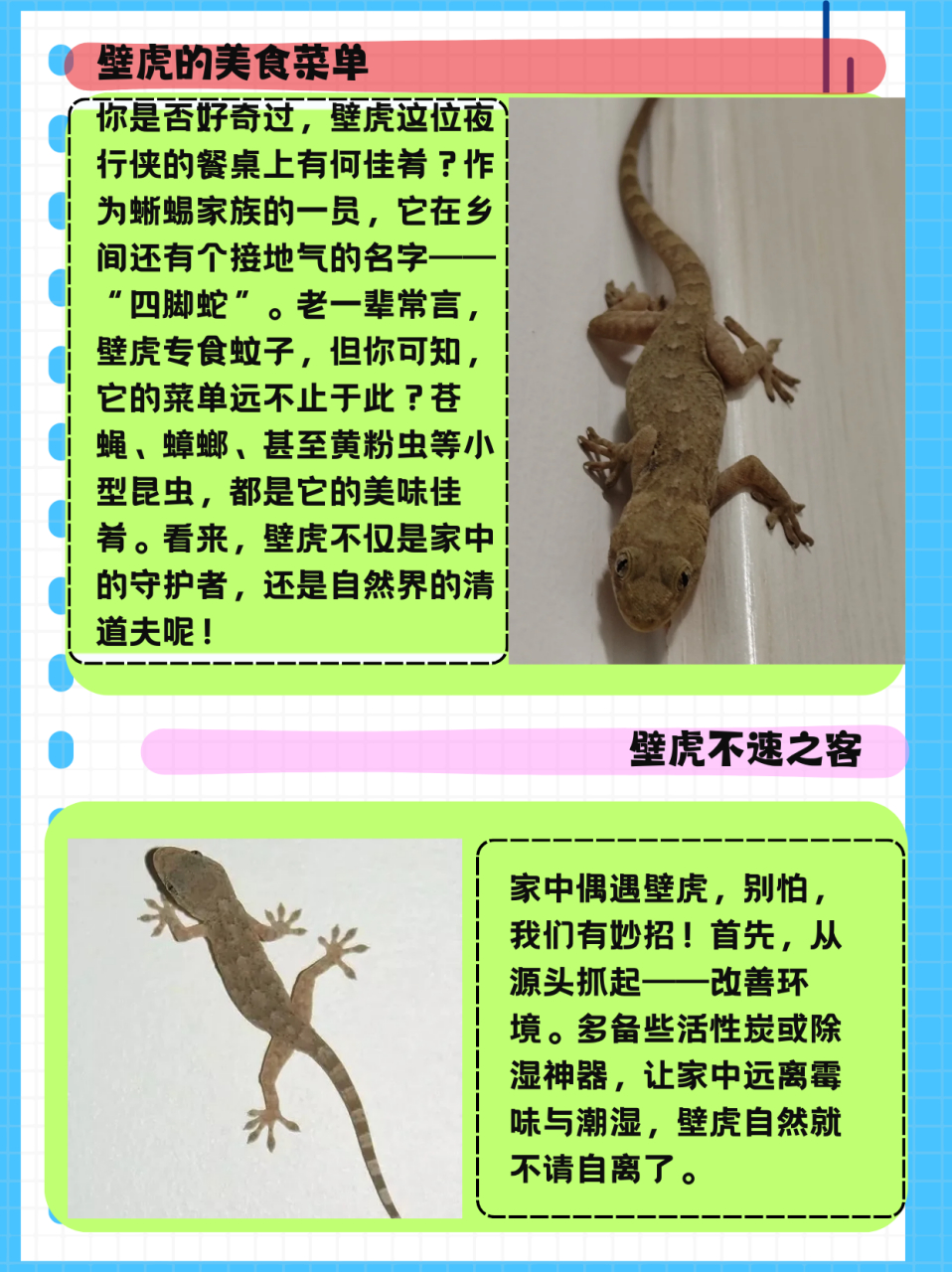 壁虎吃什么  壁虎其实属于蜥蜴的一个品种,农村又叫做四脚蛇,爬壁虎等