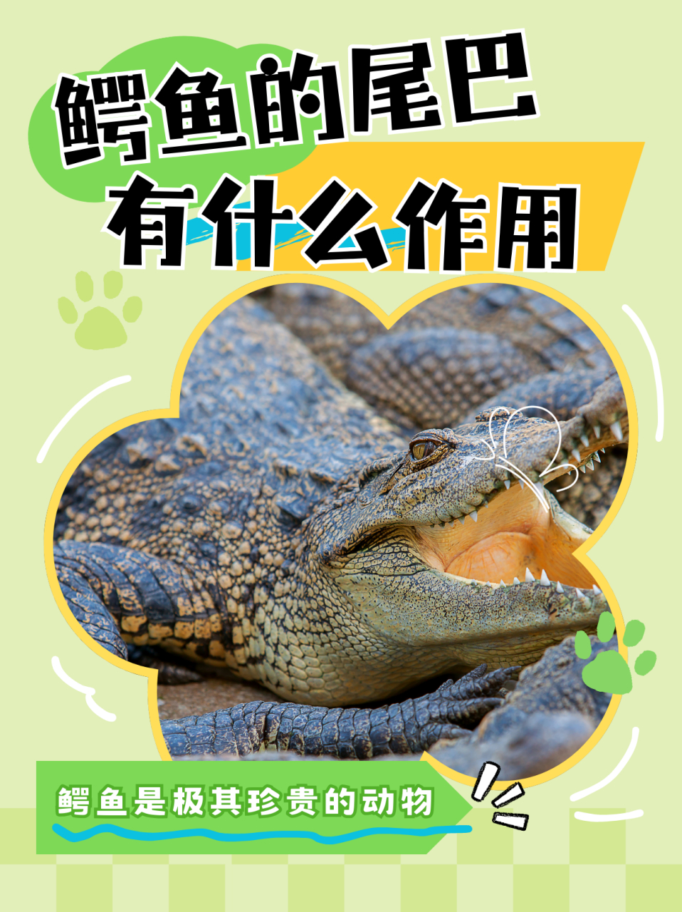 鳄鱼的尾巴有什么作用  93首先,鳄鱼的尾巴是它强大的武器.