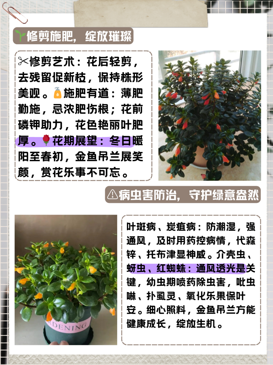 金鱼花吊兰的养殖方法  金鱼吊兰是多年生草本植物,叶片浓绿色,背面靠