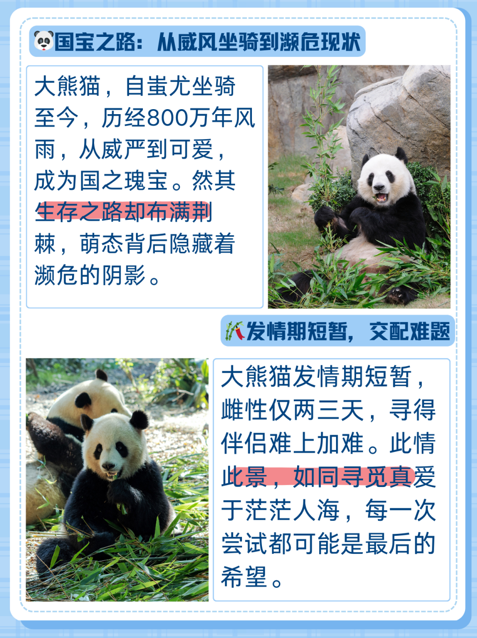 大熊猫稀少的原因  🐼从神话故事中蚩尤的威风坐骑,发展到如今人见