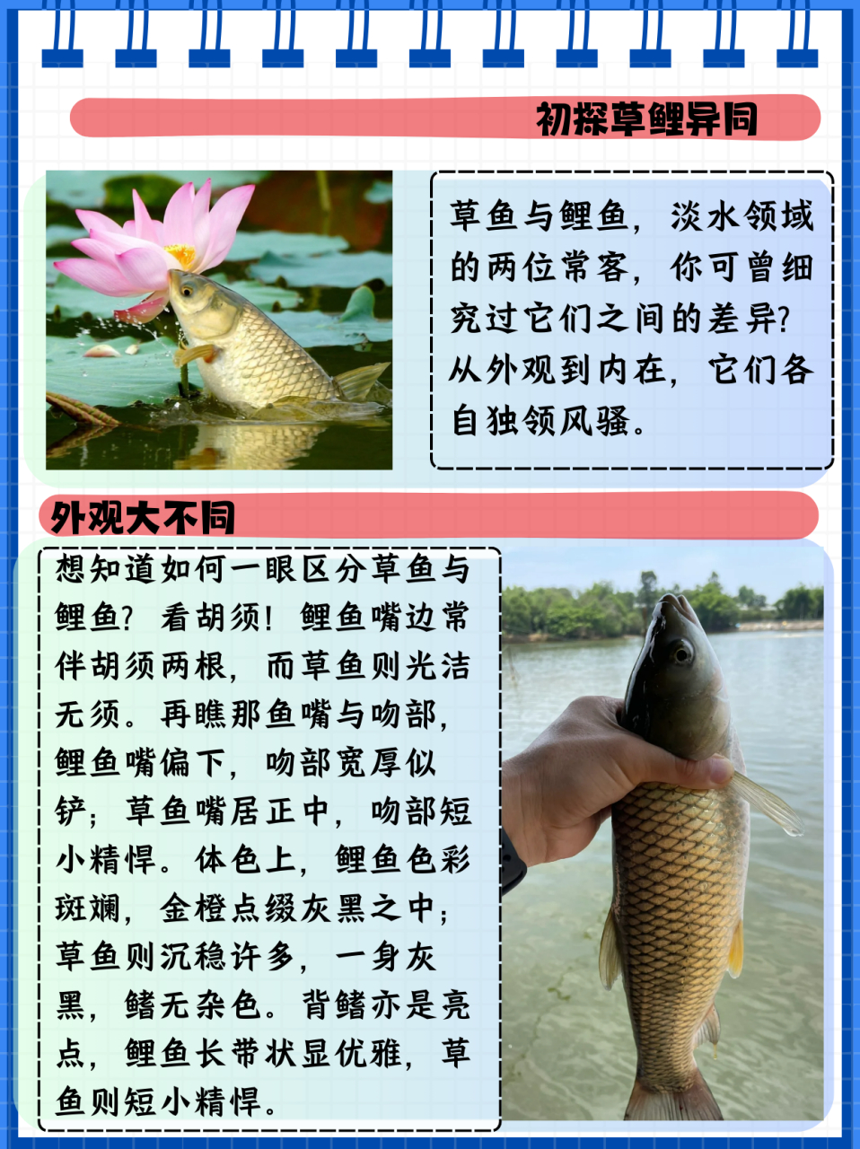 草鱼和鲤鱼的区别  草鱼和鲤鱼是两种常见的淡水鱼,它们在外观,生活