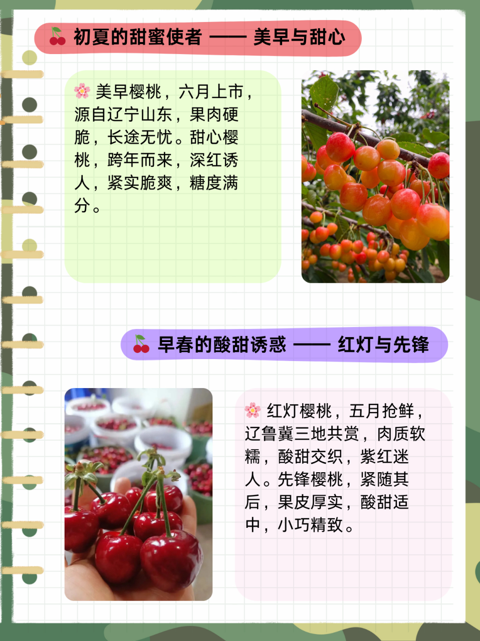 黄樱桃的品种有哪些  90美早 74上市时间:6月 99产地:辽宁,山东