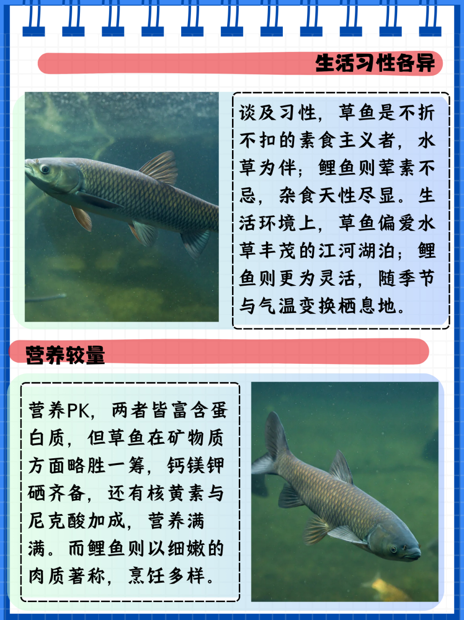 草鱼和鲤鱼的区别  草鱼和鲤鱼是两种常见的淡水鱼,它们在外观,生活