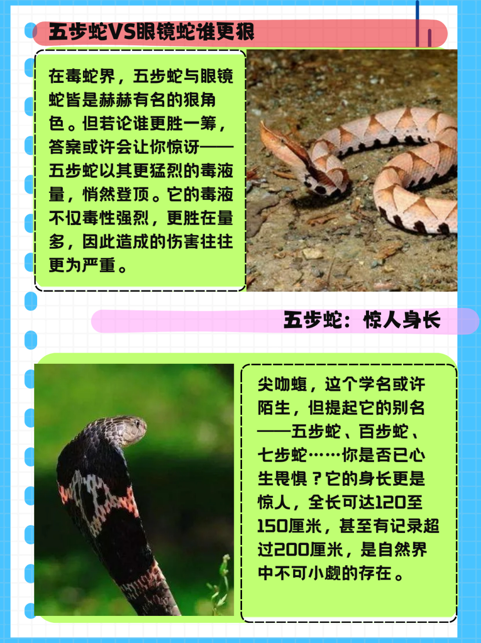 五步蛇和眼镜蛇谁厉害  五步蛇更厉害.