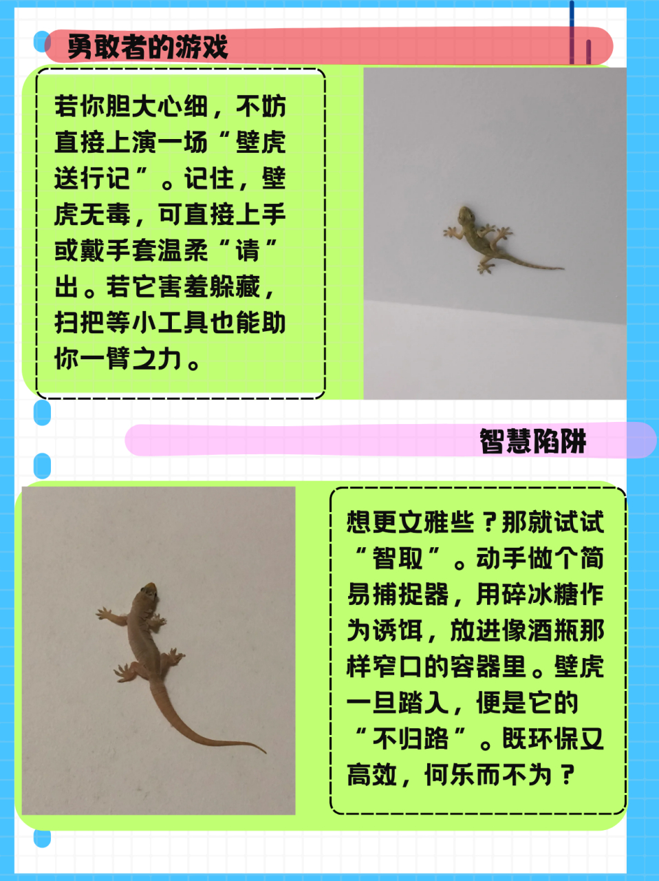 壁虎吃什么  壁虎其实属于蜥蜴的一个品种,农村又叫做四脚蛇,爬壁虎等