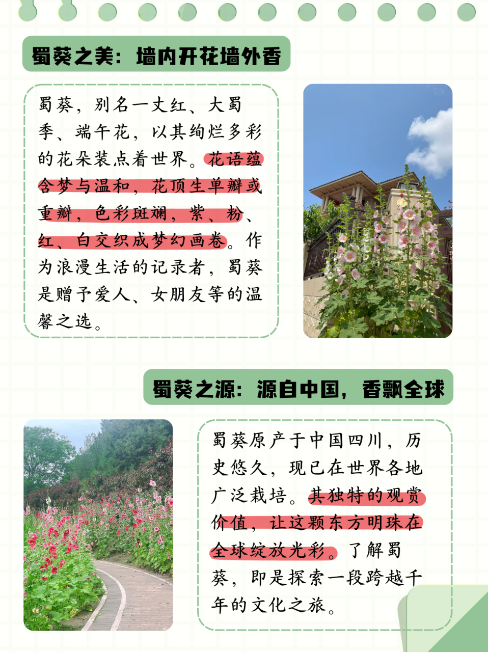 蜀葵花语和寓意  蜀葵:墙内开花墙外香94 每天认识一种花 #浪漫生活