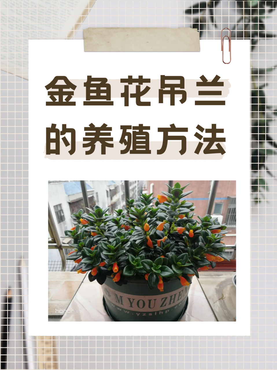 金鱼花吊兰的养殖方法  金鱼吊兰是多年生草本植物,叶片浓绿色,背面靠