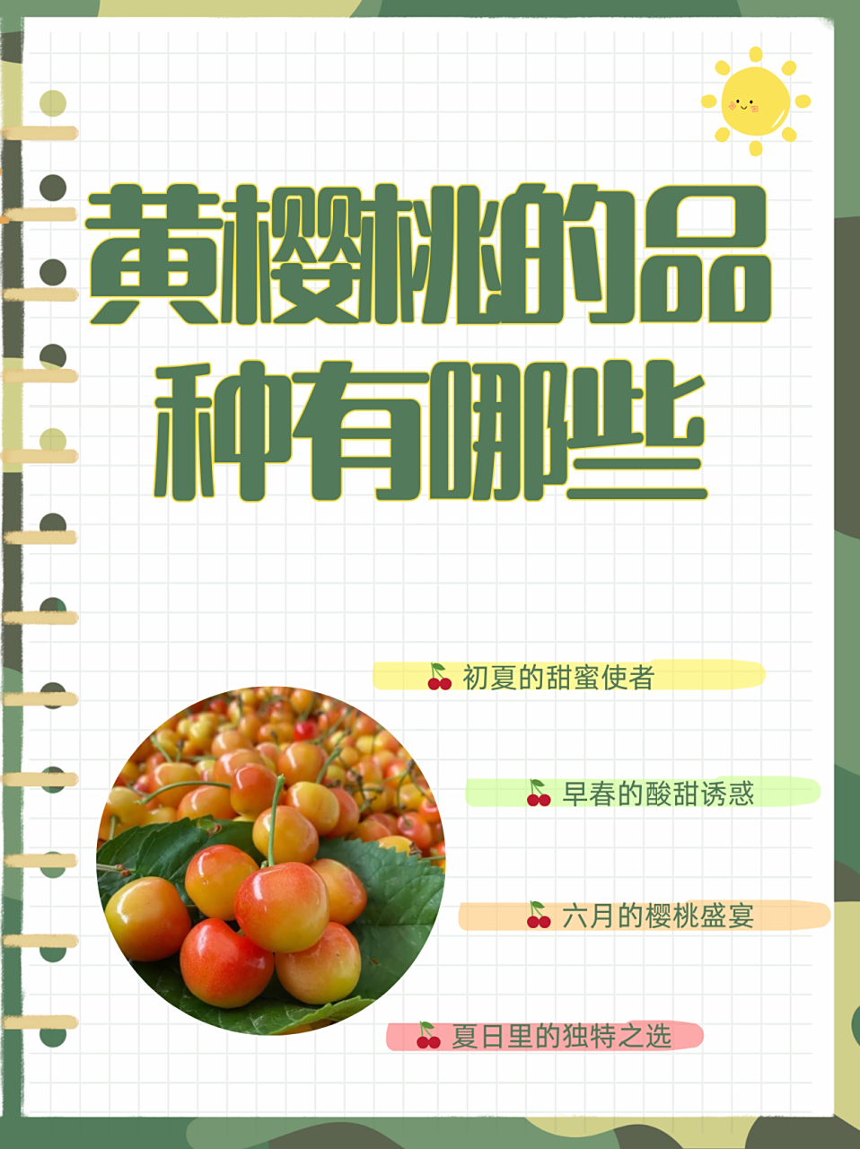 黄樱桃的品种有哪些  90美早 74上市时间:6月 99产地:辽宁,山东