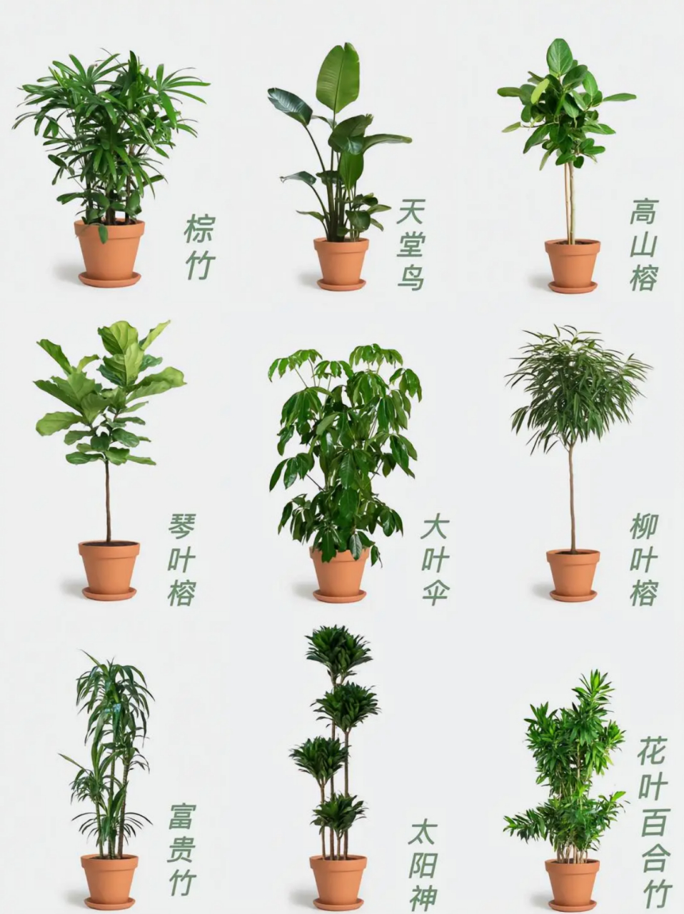 60种盆栽植物名称图片  这几天总结了60种高颜值适合室内的盆栽 基本