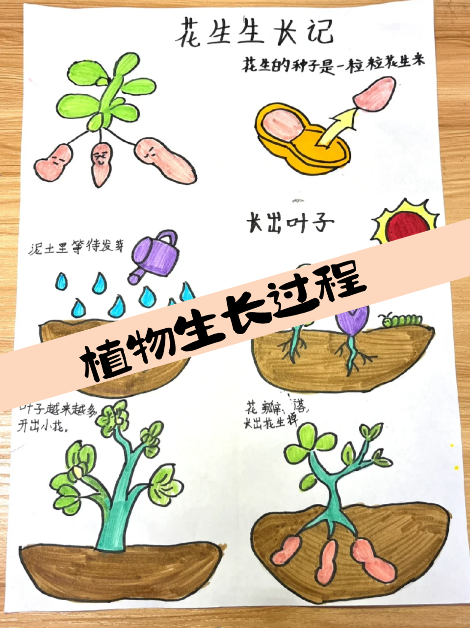 生物漫画植物的一生图片