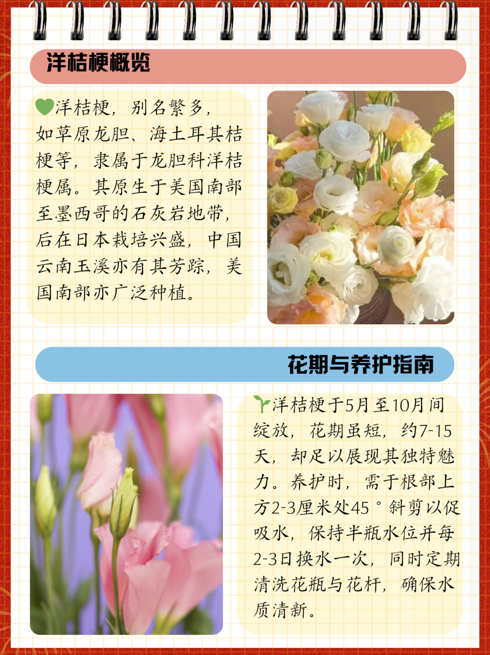 洋桔梗花的花语和传说图片